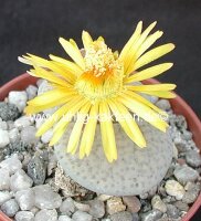 Lithops fulviceps v. lactinea C 222