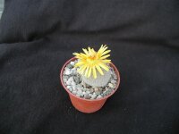 Lithops fulviceps v. lactinea C 222