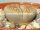 Lithops gesinae v. annae