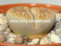 Lithops gesinae v. annae C 078