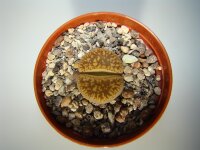 Lithops gesinae v. annae C 078