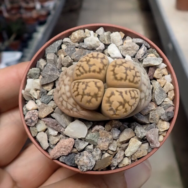Lithops gesinae v. gesinae C 207 TL