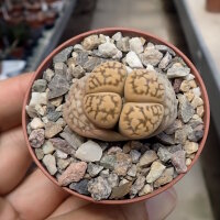 Lithops gesinae v. gesinae C 207 TL
