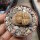 Lithops gesinae v. gesinae C 207 TL
