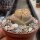 Lithops gesinae v. gesinae C 207 TL