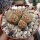 Lithops gesinae v. gesinae C 207 TL