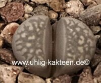Lithops geyeri hillii C 232