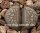 Lithops geyeri hillii C 232