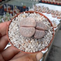 Lithops gracilidelineata