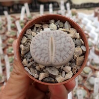 Lithops gracilidelineata