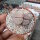 Lithops gracilidelineata