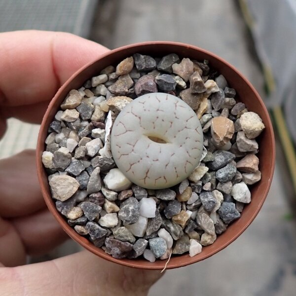 Lithops gracilidelineata v. gracilidelineata (syn. Streyi) C 373 TL