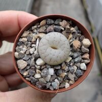 Lithops gracilidelineata v. gracilidelineata (syn....
