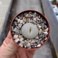 Lithops gracilidelineata v. gracilidelineata (syn....