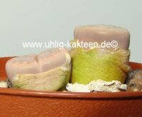 Lithops gracilidelineata v. gracilidelineata C 262