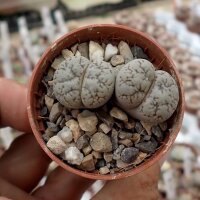 Lithops gracilidelineata v. waldronae