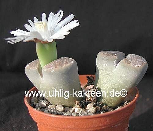 Lithops hallii v. hallii Brown form C 135