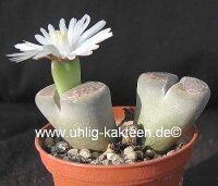 Lithops hallii v. hallii Brown form C 135
