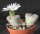 Lithops hallii v. hallii Brown form C 135