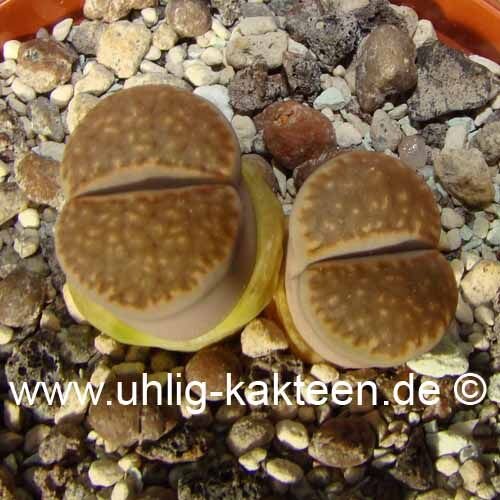 Lithops hallii v. hallii salicola reticulata C 087 TL