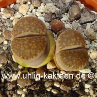 Lithops hallii v. hallii salicola reticulata C 087 TL