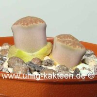 Lithops hallii v. hallii salicola reticulata C 087 TL