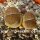 Lithops hallii v. hallii salicola reticulata C 087 TL