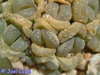 Lithops helmutii