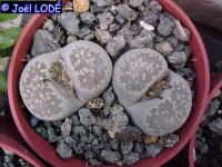 Lithops herrei C 234
