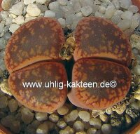 Lithops hookeri