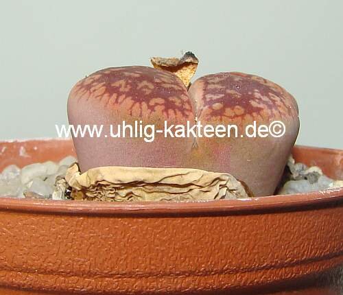 Lithops hookeri C 051