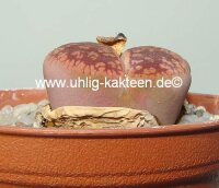 Lithops hookeri C 051
