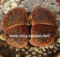 Lithops hookeri C 051
