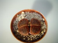 Lithops hookeri C 051