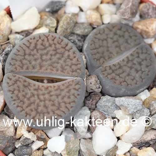 Lithops hookeri v. dabneri C 013 TL