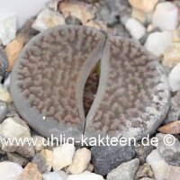 Lithops hookeri v. dabneri C 013 TL