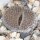 Lithops hookeri v. dabneri C 013 TL