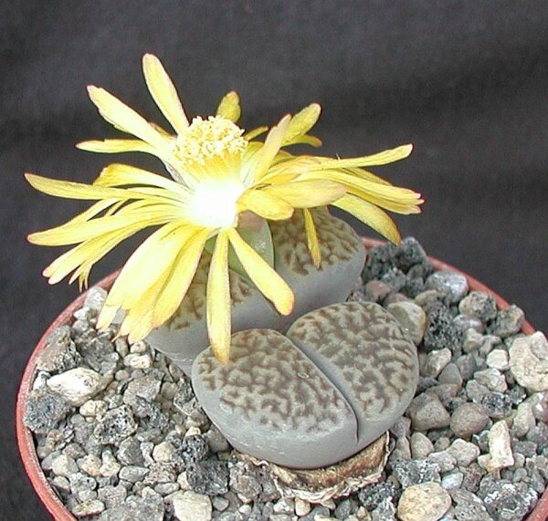 Lithops hookeri v. dabneri C 301