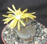 Lithops hookeri v. dabneri C 301