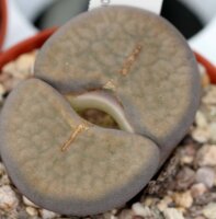 Lithops hookeri v. elephina C 092 TL