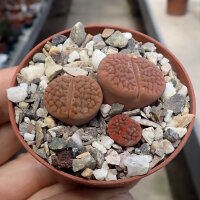 Lithops hookeri v. lutea C 038 TL