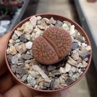 Lithops hookeri v. lutea C 038 TL