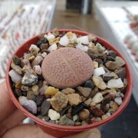 Lithops hookeri v. marginata