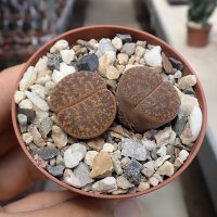 Lithops hookeri v. susannae C 091 TL