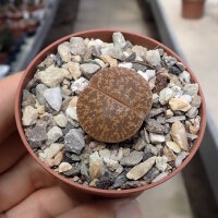 Lithops hookeri v. susannae C 091 TL