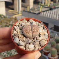 Lithops julii ssp. fulleri