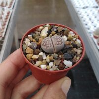 Lithops julii ssp. fulleri