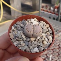 Lithops julii ssp. fulleri Kakamas