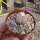 Lithops julii ssp. fulleri Kakamas