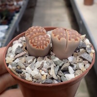 Lithops julii ssp. fulleri v. brunnea
